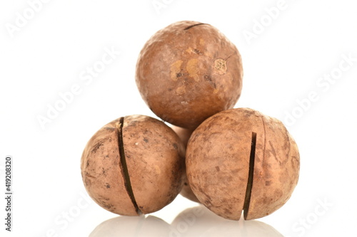 Several whole unpeeled macadamia nuts, close-up, isolated on white.
