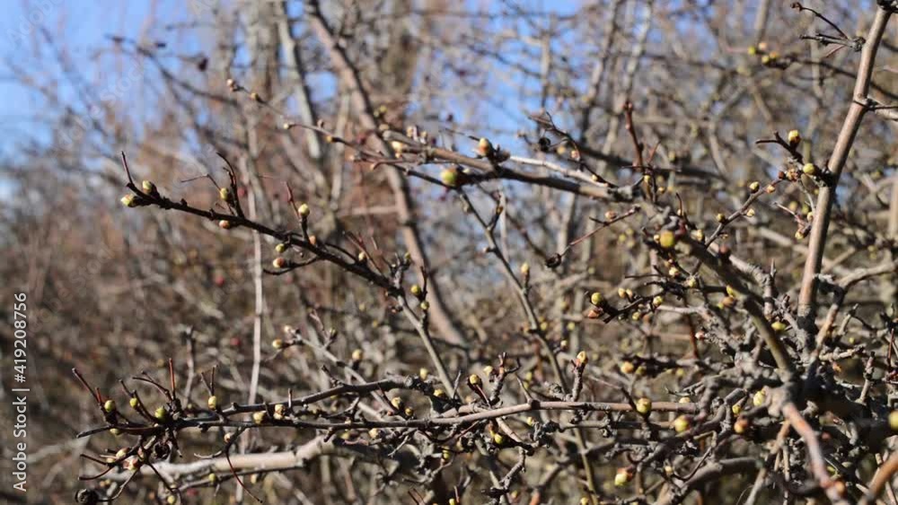 Spring. the first buds on the tree Spring. the first buds on the tree