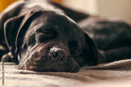Photography Black Cane Corso puppy dog sleeping