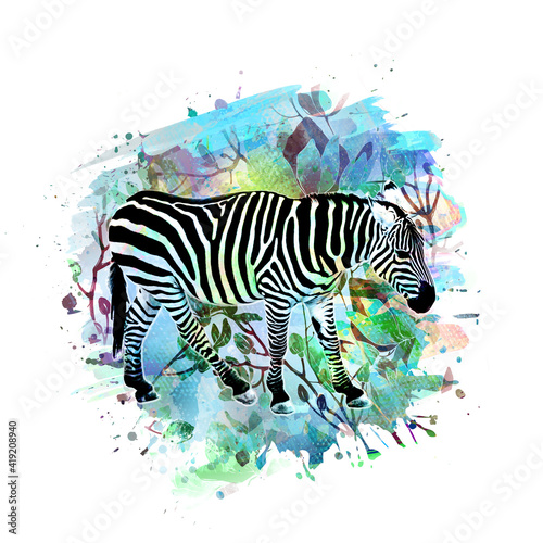 zebra with reflection