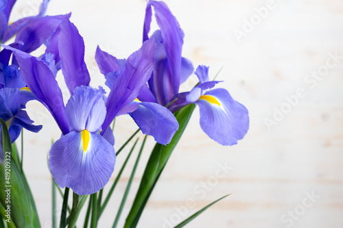 iris flowers isolated on white