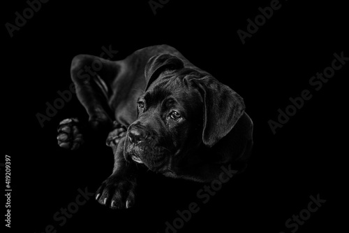 Black Cane Corso puppy, Italian Mastiff 