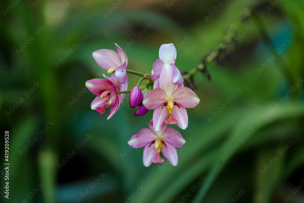 Obraz premium flowers in the garden