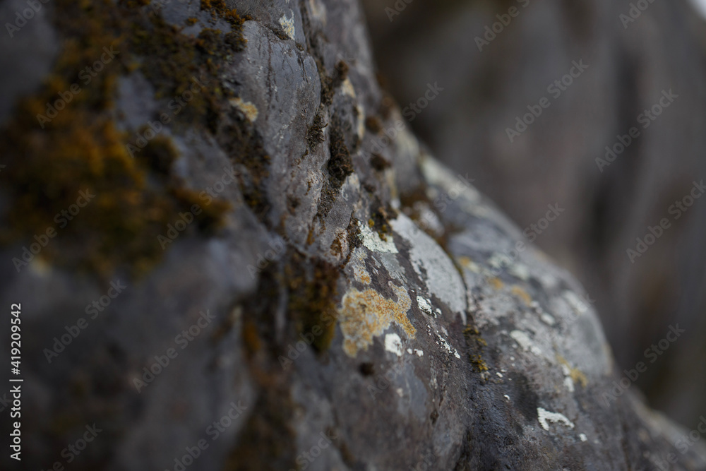 without focus macro stone with lichen