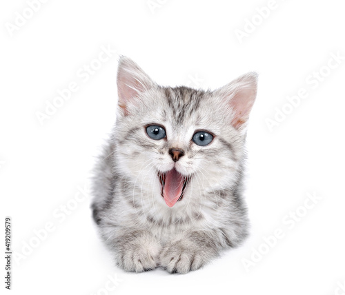 british kitten © Abdullah