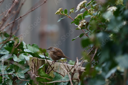 Dunnock on fence