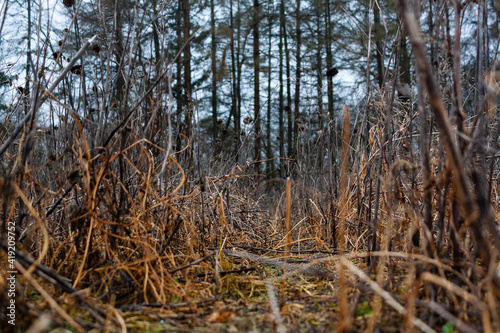 grass in the forest