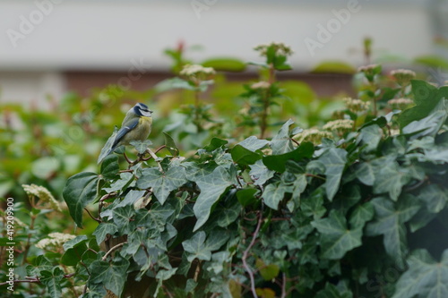 bird on a tree