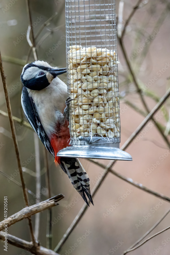 Fototapeta premium A spotted woodpecker at a feeding place at the Mönchbruch natural reserve in Mörfelden-Walldorf Hesse, Germany.