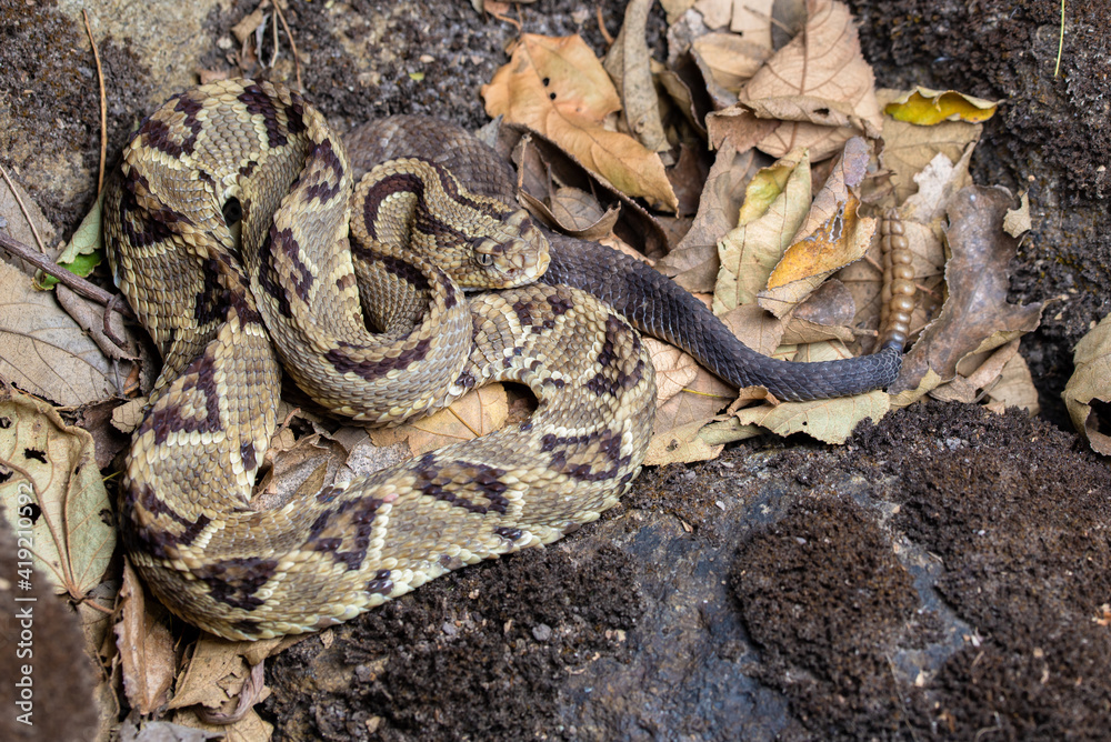 Central American Rattlesnake (Crotalus simus) - Guanacaste, Costa Rica Central American Rattlesnake (Crotalus simus) - Guanacaste, Costa Rica