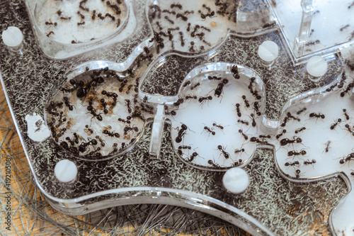 Reaper ant colony in acrylic ant farm. Close-up with limited depth of field. photo