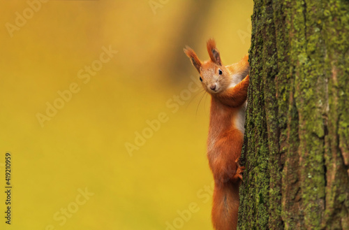 Squirrel on a tree in an autumn park on blurred background.