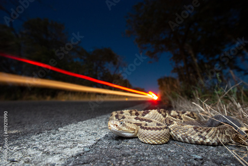 Central American Rattlesnake (Crotalus simus) - Guanacaste, Costa Rica photo