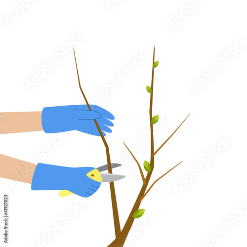 Tree pruning. Branches trimming. Secateurs using. Spring gardening vector illustration. Garden care.