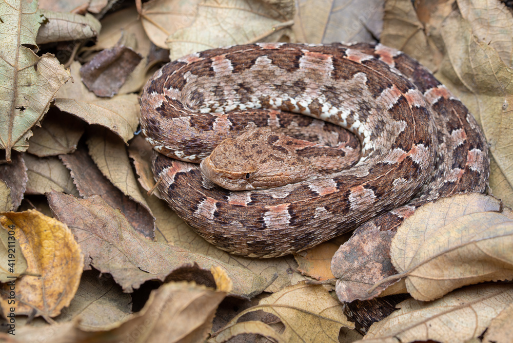 Fototapeta premium Western Hognosed Pitviper (Porthidium ophryomegas) - Guanacaste, Costa Rica