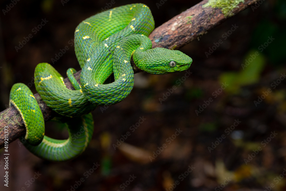 Naklejka premium Side Striped Palm Pitviper (Bothriechis lateralis) - Monteverde, Costa Rica