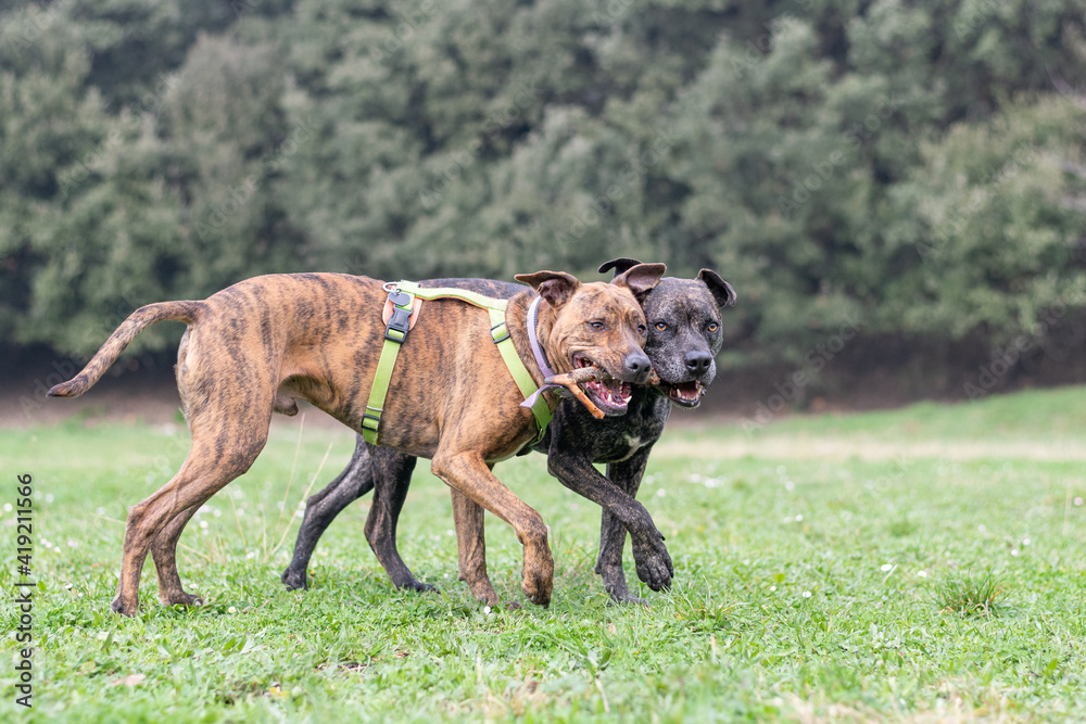 two big dogs playing together with a stick
