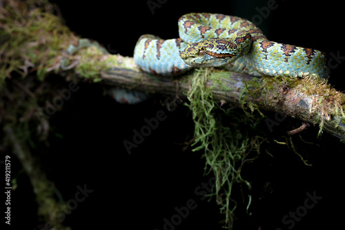 Blotched Palm Pitviper (Bothriechis supraciliaris) - Coto Brus, Costa Rica photo
