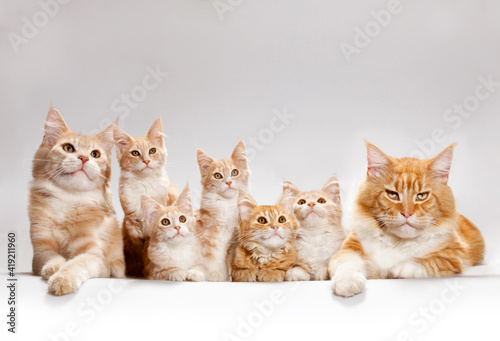 kittens on a white background