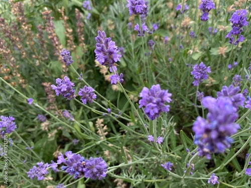 purple colorado flowers