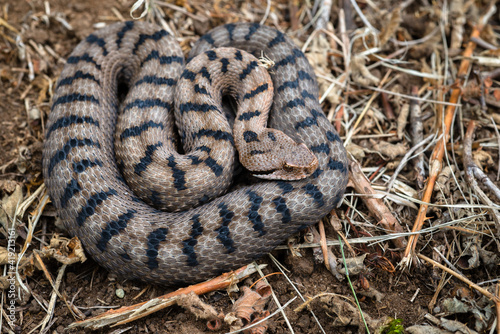 Photos Asp Viper (Vipera aspis) female - Switzerland