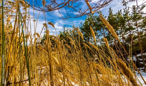 Obraz na płótnie Plaża mchy i trawy nad morzem w salonie