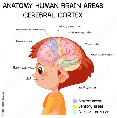 Anatomy human brain areas cerebral cortex with label photo