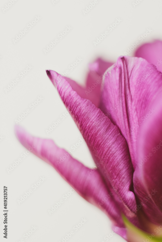 Naklejka premium close-up, macro photo of a tulip. pistil and stamen