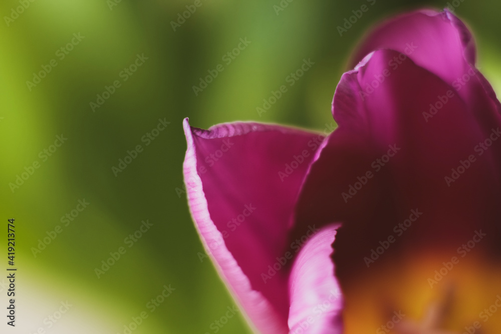 close-up, macro photo of a tulip close-up, macro photo of a tulip