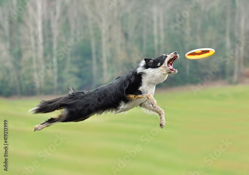 Fototapeta Border collie dog catching frisbee