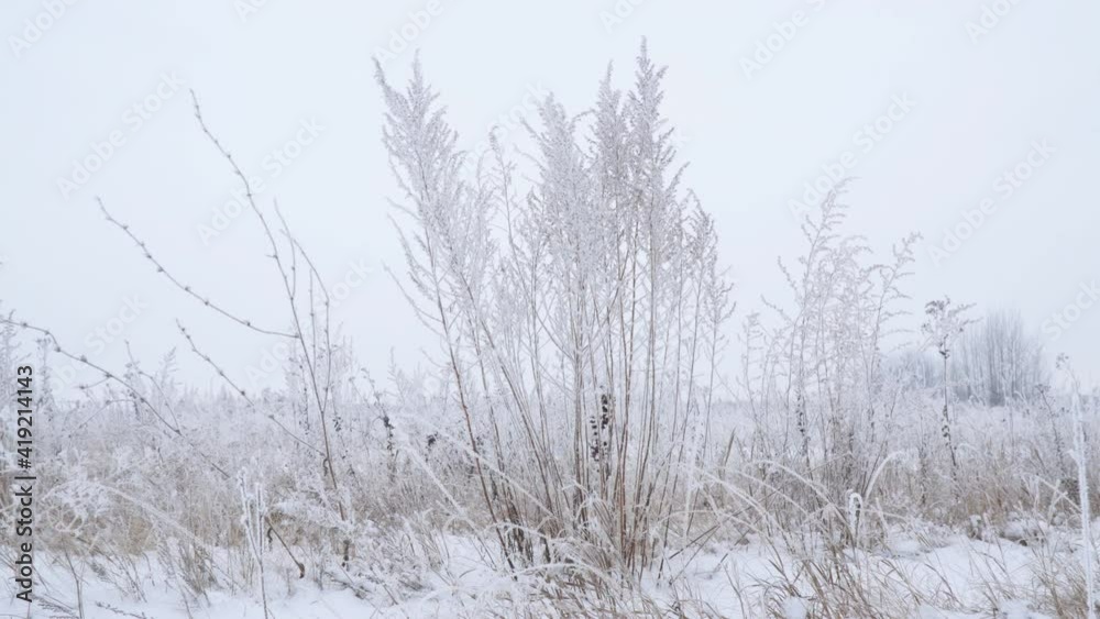 Panorama Dry grass covered with snow in the hoarfrost fluttering in a light breeze against a cloudy sky