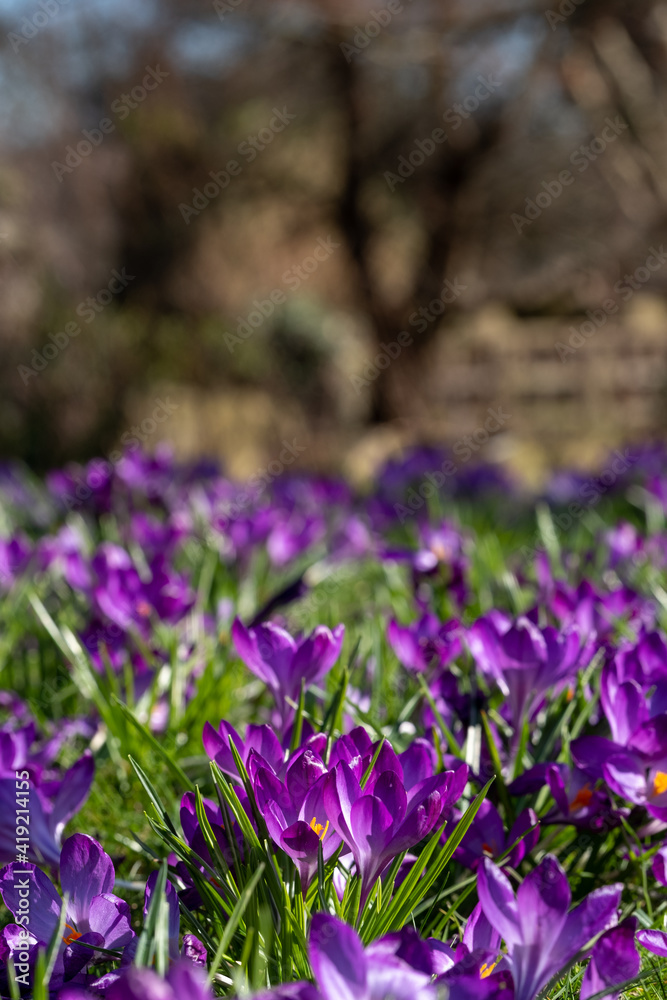 Fototapeta premium Purple and white crocuses in sunlight in the grass. Photographed in spring in central London UK.