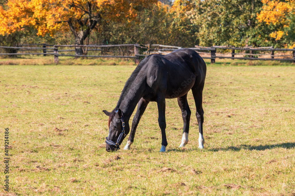 A black horse grazes in a meadow in a corral. A black horse grazes in a meadow in a corral.