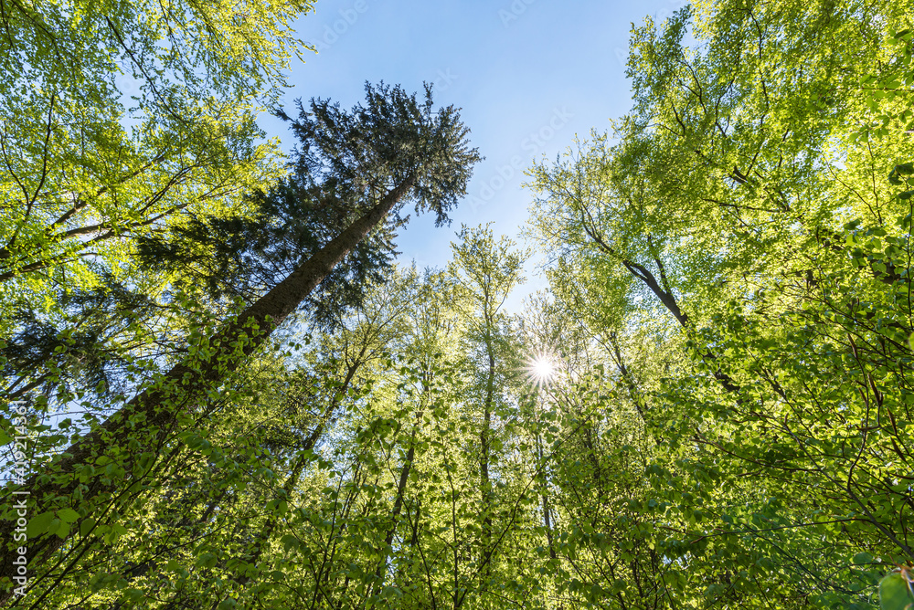Obraz premium Treetops of beech trees in springtime in the forest; view from the forest floor upwards.