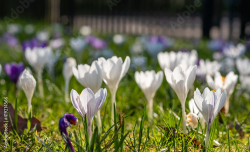 Purple and white crocuses in the grass catch the sunlight. Photographed in spring in a park in central London UK.