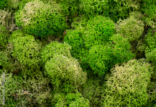 Fototapeta Naklejka Na Ścianę i Meble -  Natural moss in nature. Green moss background texture