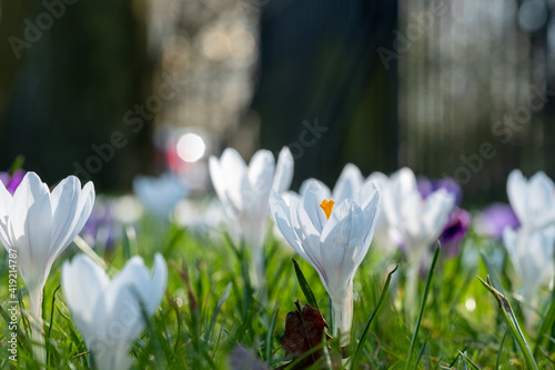 Photography Purple and white crocuses in the grass catch the sunlight