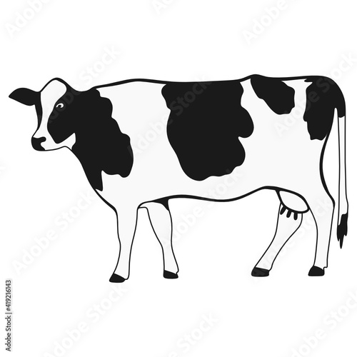 black and white cow