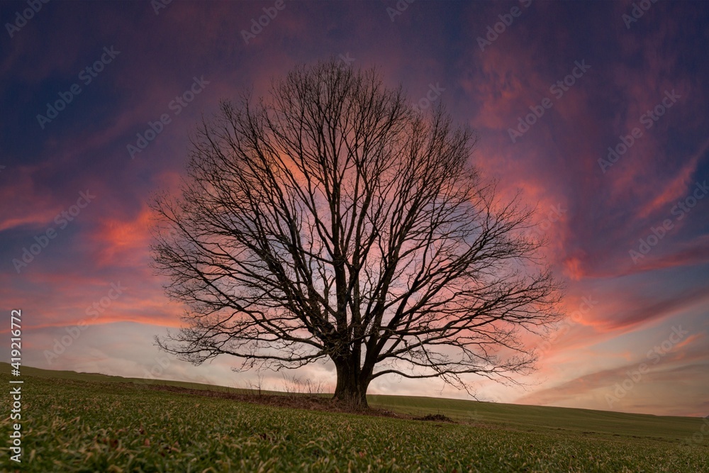 Fototapeta premium Lonely tree in the countryside during sunset