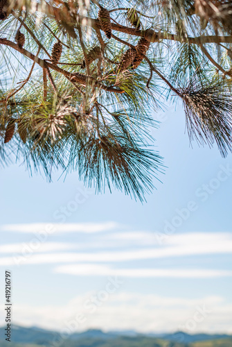 Pine cones, leaves and pine branches in the upper third, with blue sky and clouds in the background. Defocused mountains on the horizon
