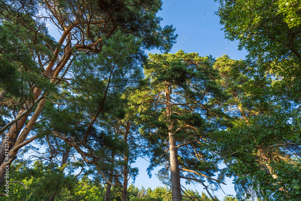 Fototapeta premium Beautiful bottom up view on tops of pine trees on blue sky background. Gorgeous nature backgrounds.