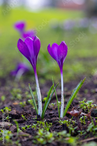 Crocus