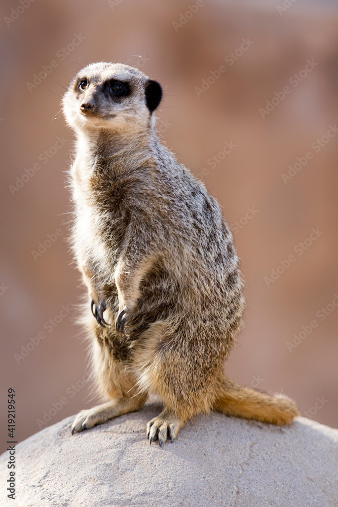 Fototapeta premium Meerkat standing on a Stone with room for copy