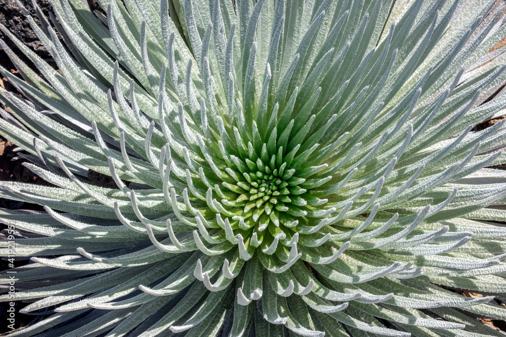 Haleakala silversword, Maui, Hawaii, USA. Haleakala silversword, Maui, Hawaii, USA.