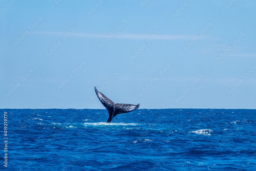 Fototapeta premium Humpback whale tail