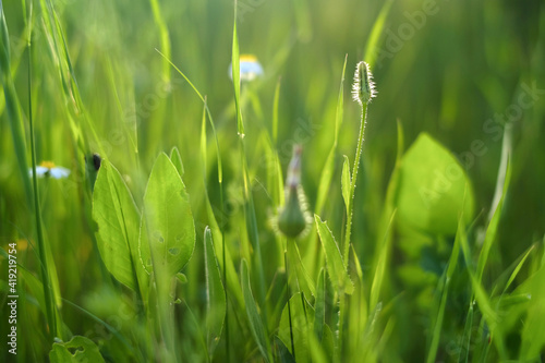 Quadro em tela Greengrass.