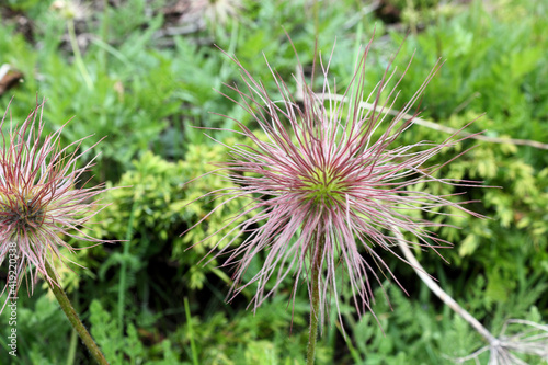 Close up of a thistle