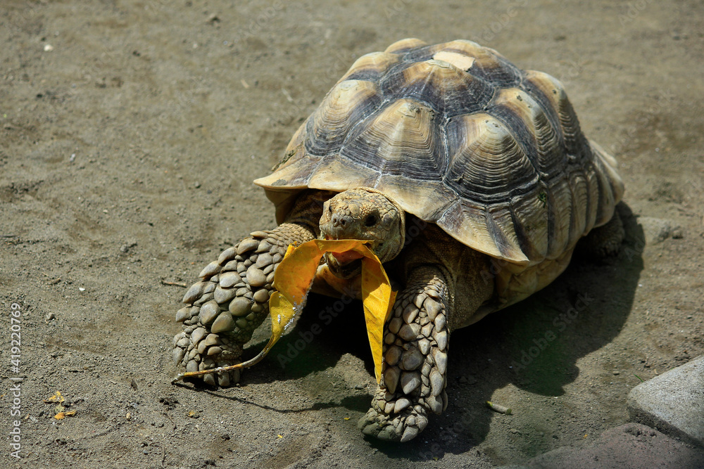 Foto de The Sulcata Tortoise or African Spurred Tortoise (Centrochelys