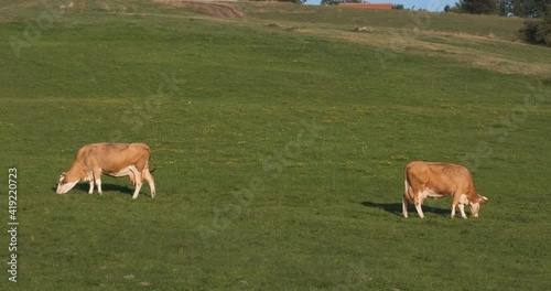 Two cows grazes on a meadow in the setting sun. Cows on the green grass near the village