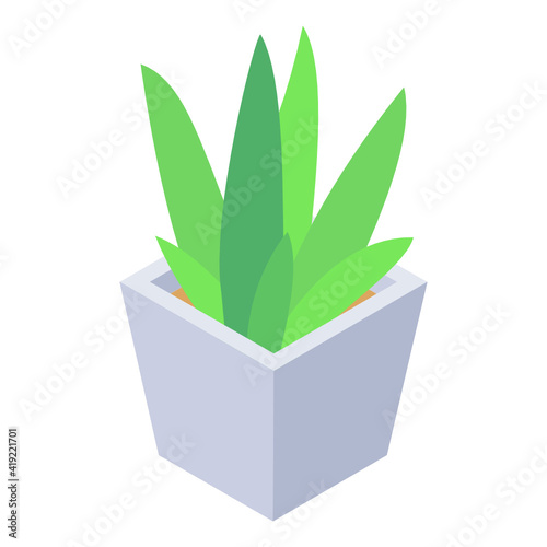 
Isometric icon of aloe vera plant, indoor home decor  

